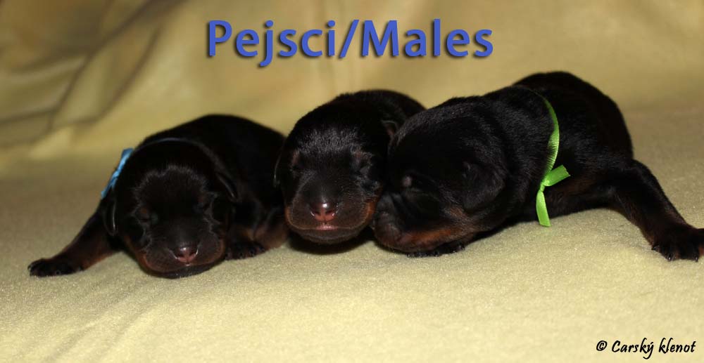 Males - 1 day