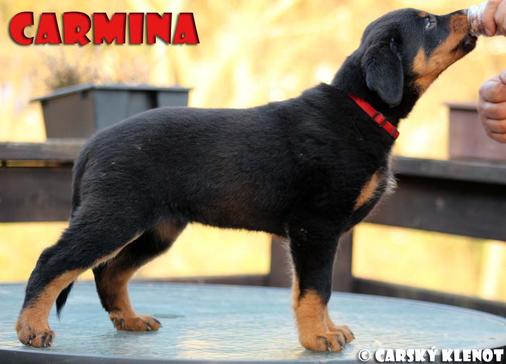 7 weeks