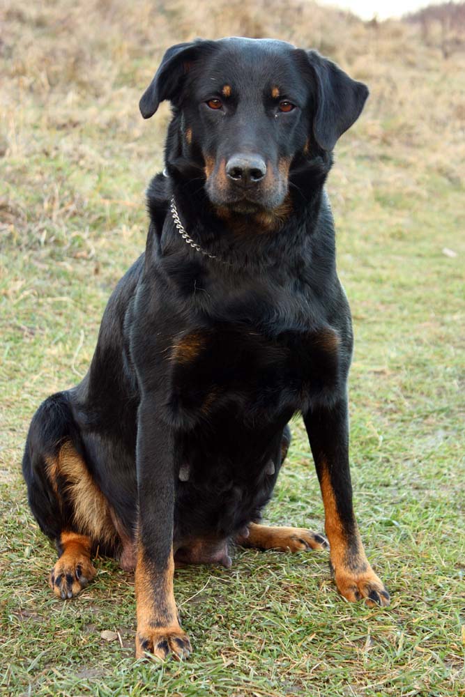 Před porodem vrhu B