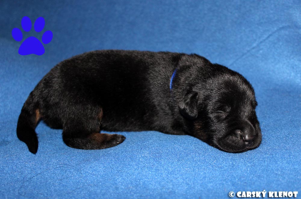 Dark blue male - 1 week old