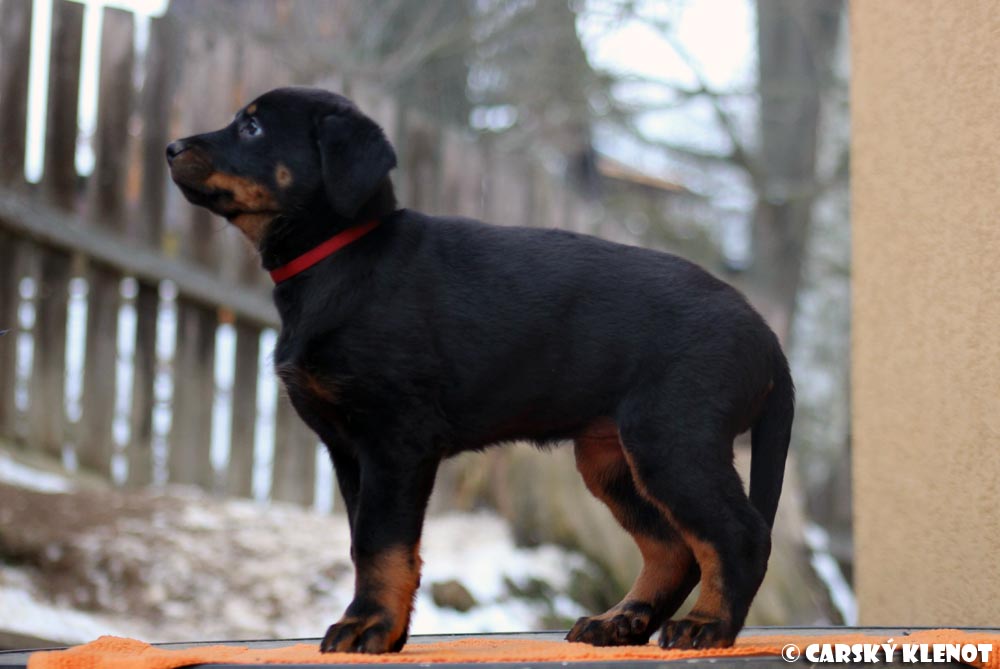 7_weeks